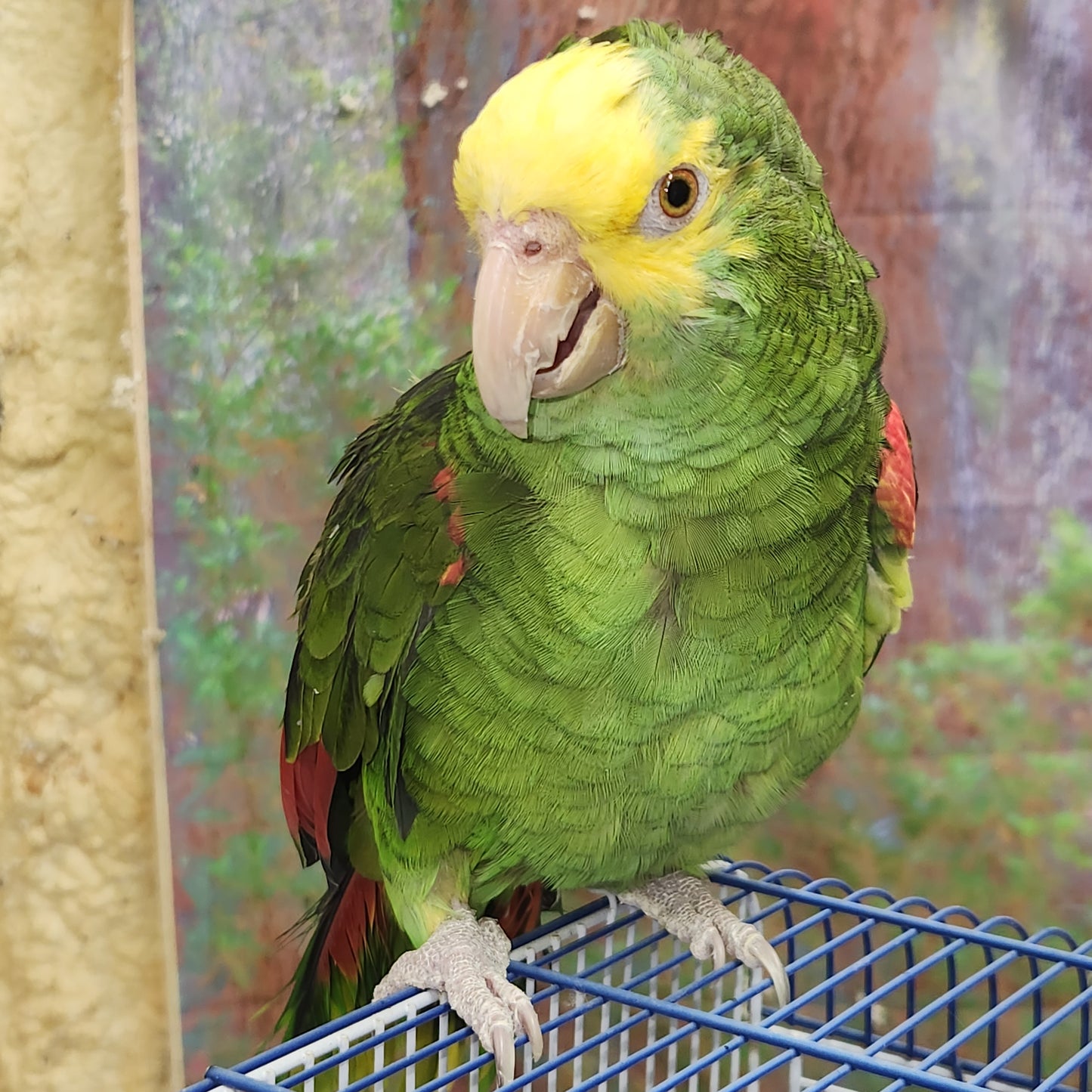 Double Yellow Head Amazon Parrot