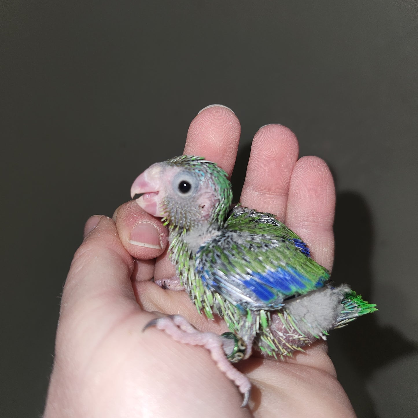 Green Parrotlet