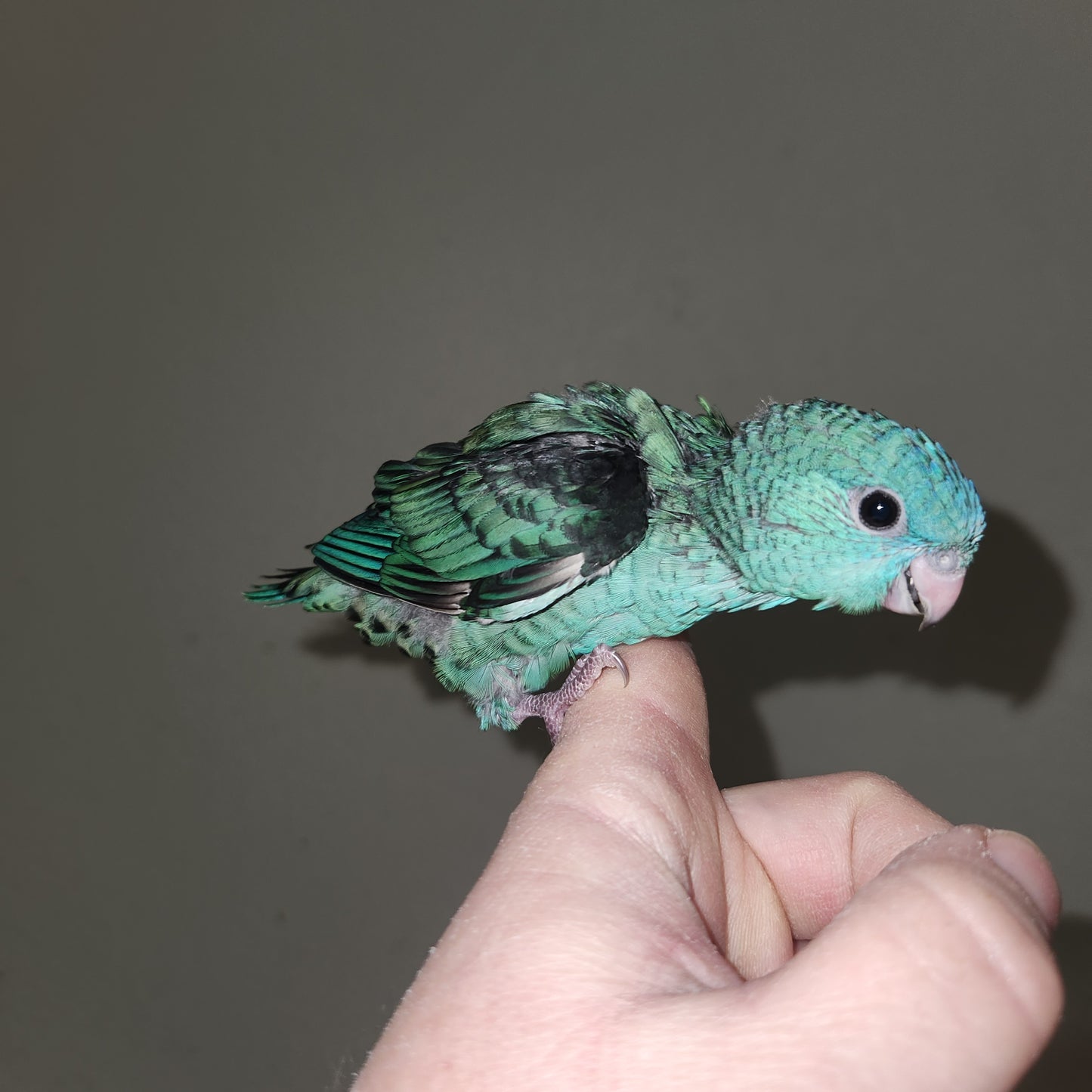 Turquoise Linnie (Lineolated Parakeet)