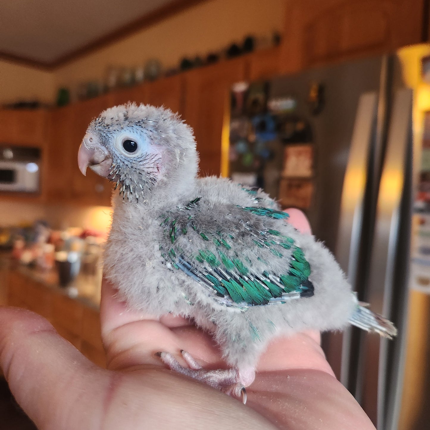 Yellow Sided Turquoise Green Cheek Conure