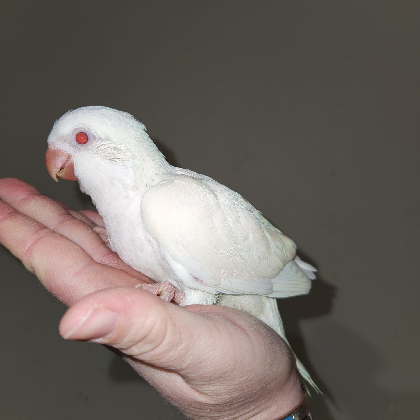 Albino Quaker Parrot