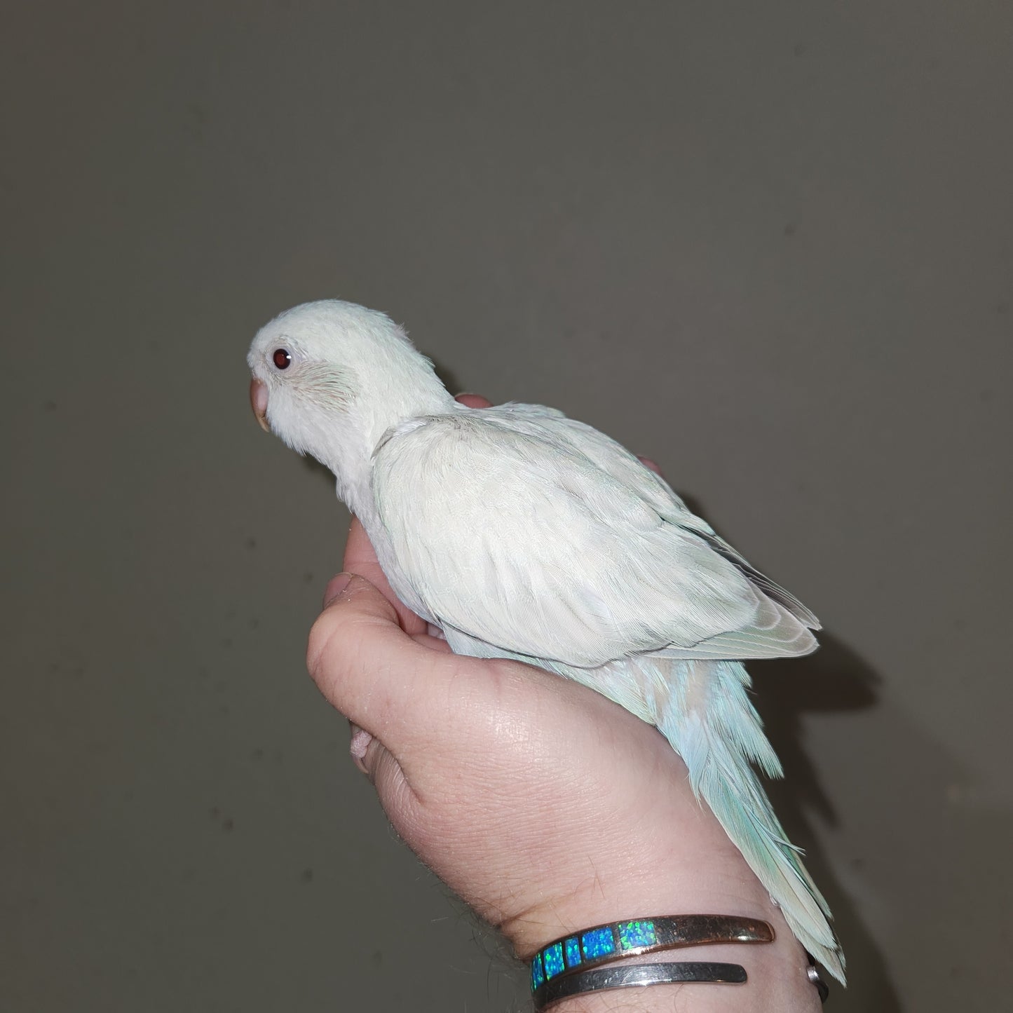 Blue Pallidino Quaker Parrot
