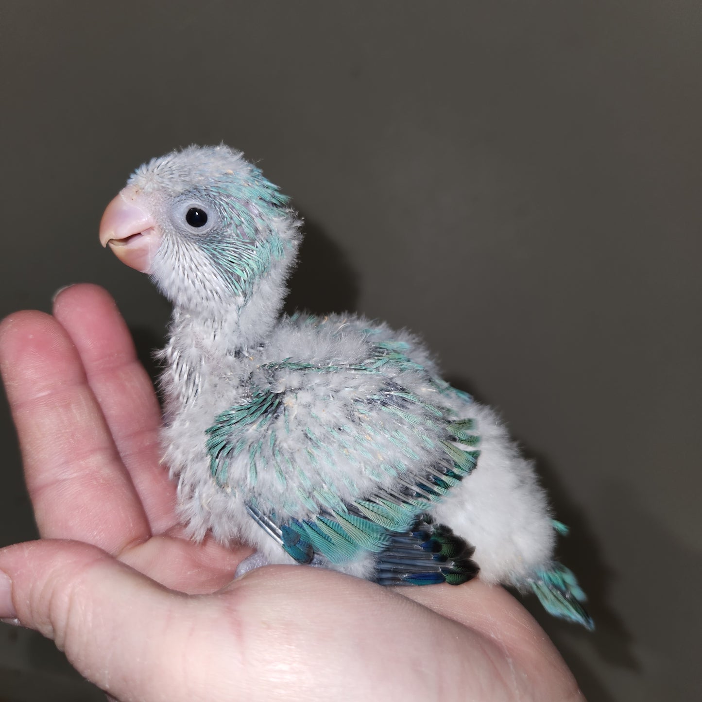Blue Opaline Quaker Parrot