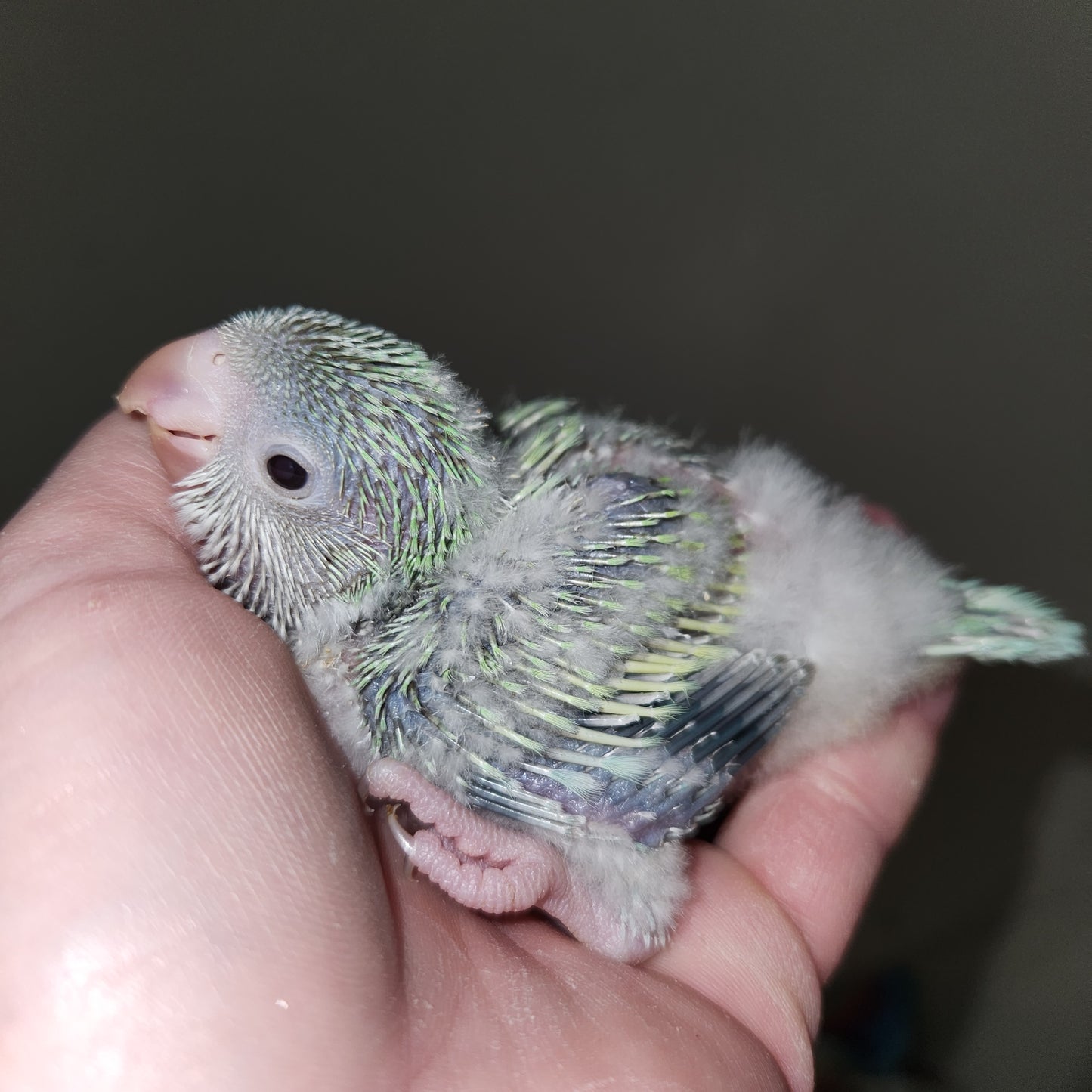 Turquoise Pallid Quaker Parrot