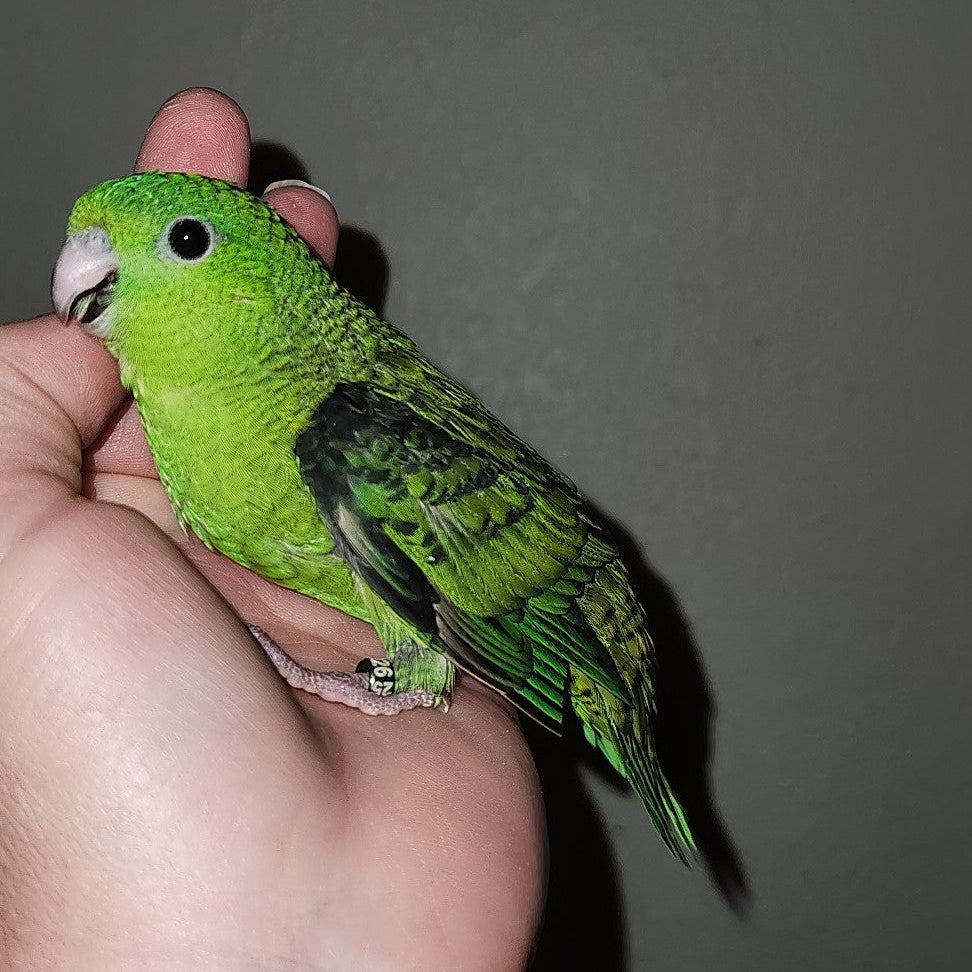 Green Linnie (Lineolated Parakeet)