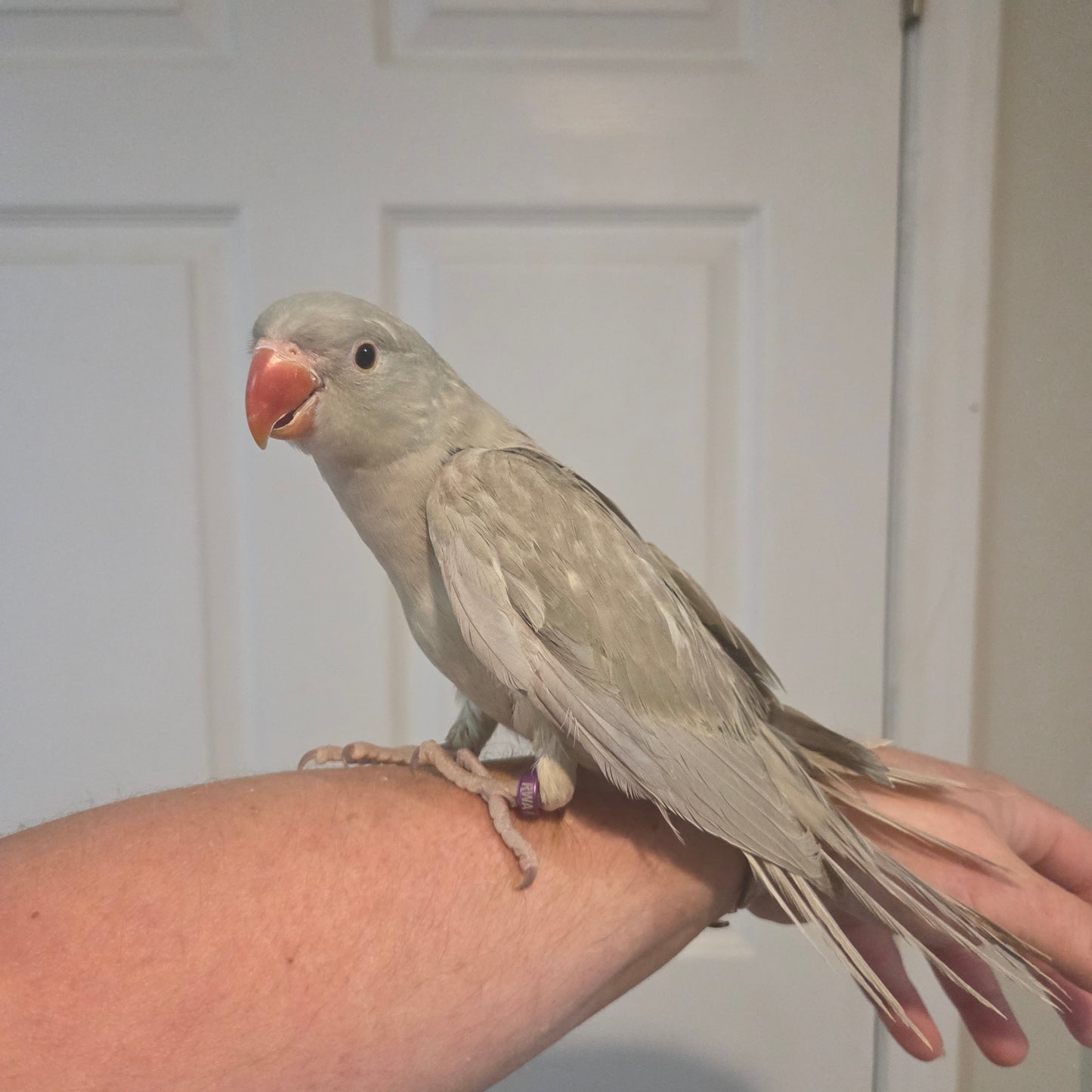 Indian Ringneck- Cinnamon Turquoise Grey