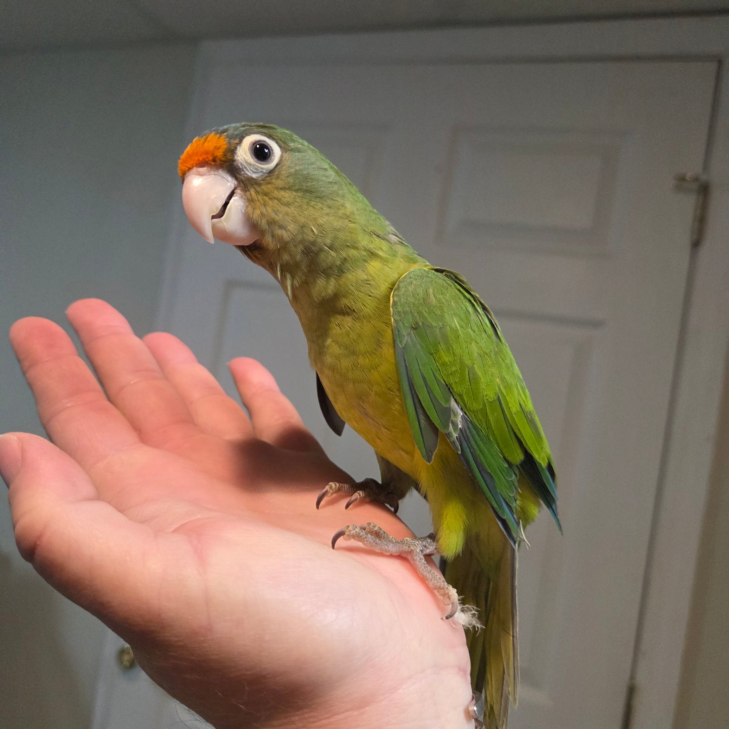 Halfmoon Conure