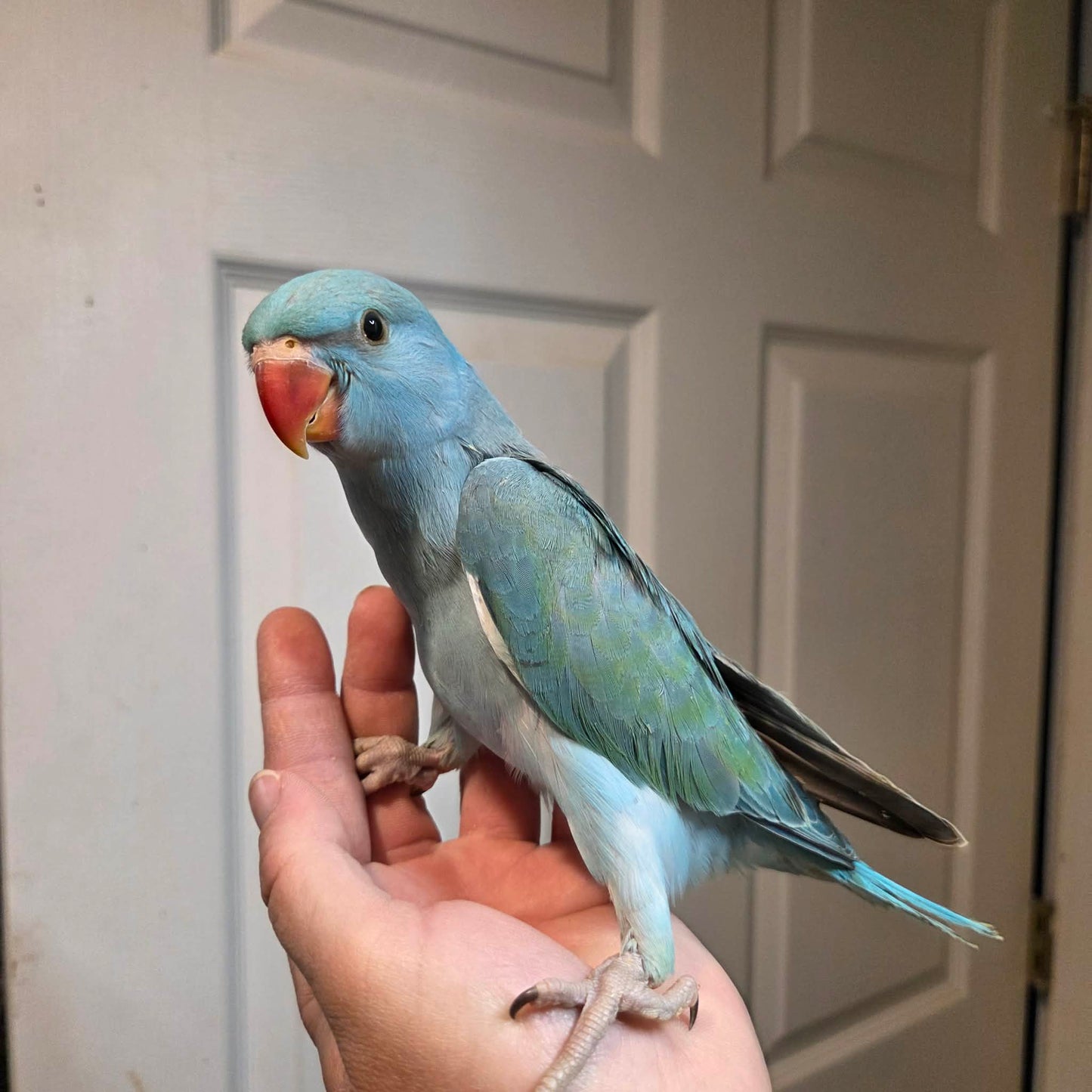 Indian Ringneck - Turquoise