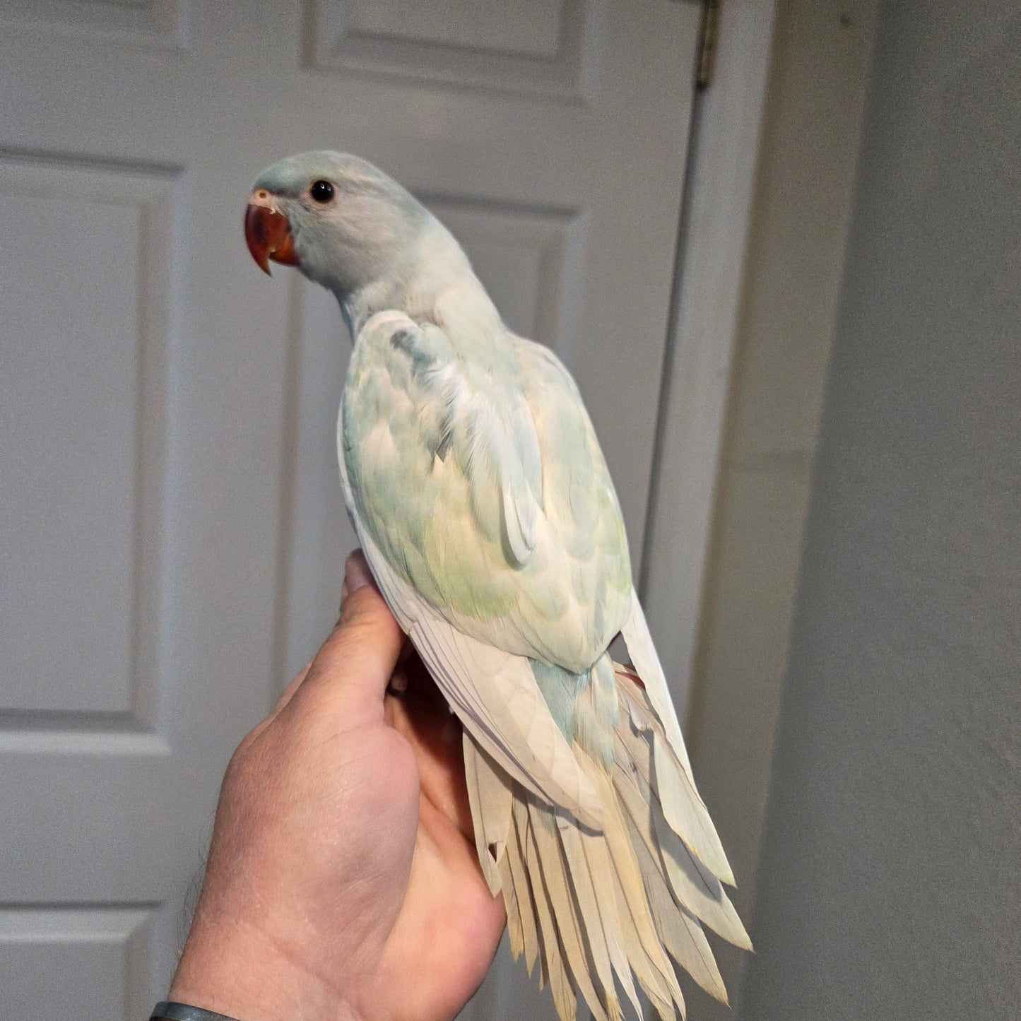 Indian Ringneck - Blue Harlequin