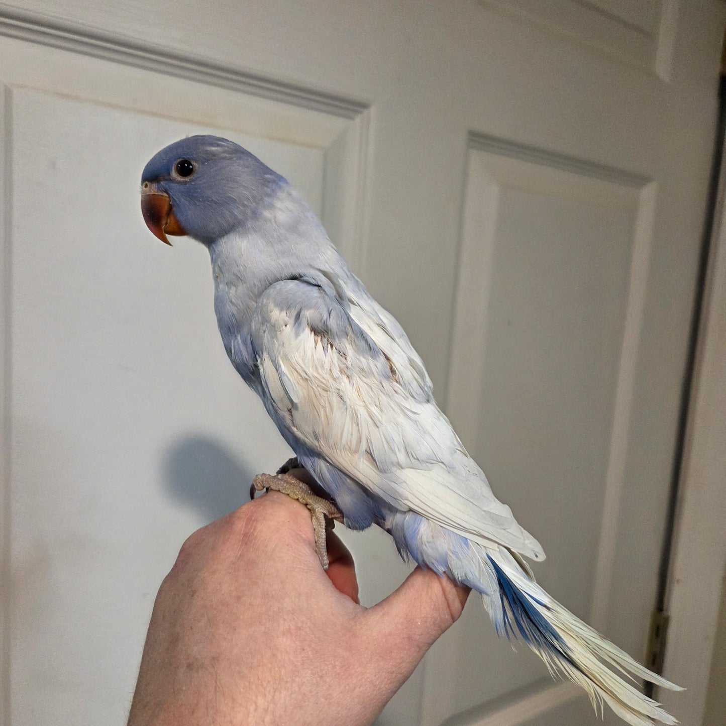 Indian Ringneck - Violet Harlequin