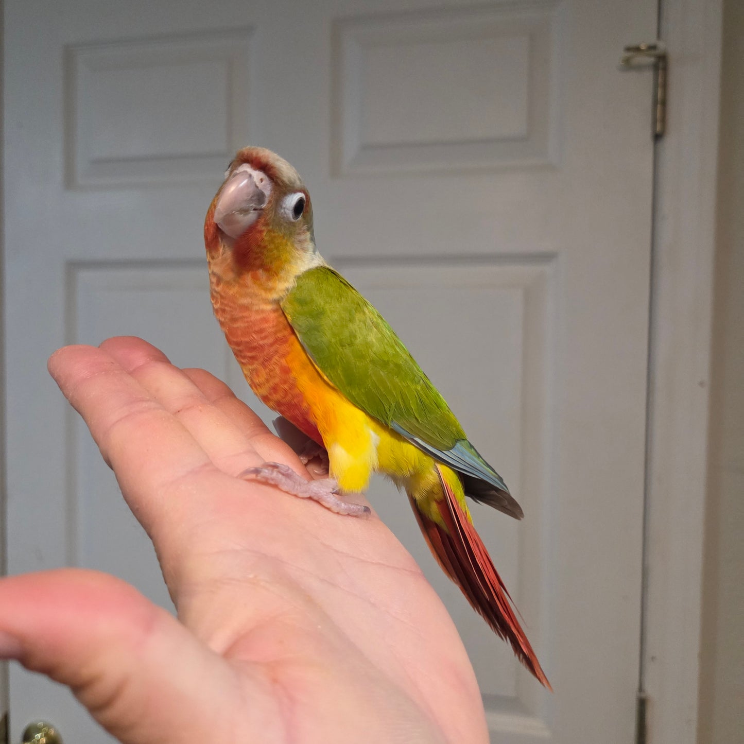 Green Cheek Conure - Pineapple