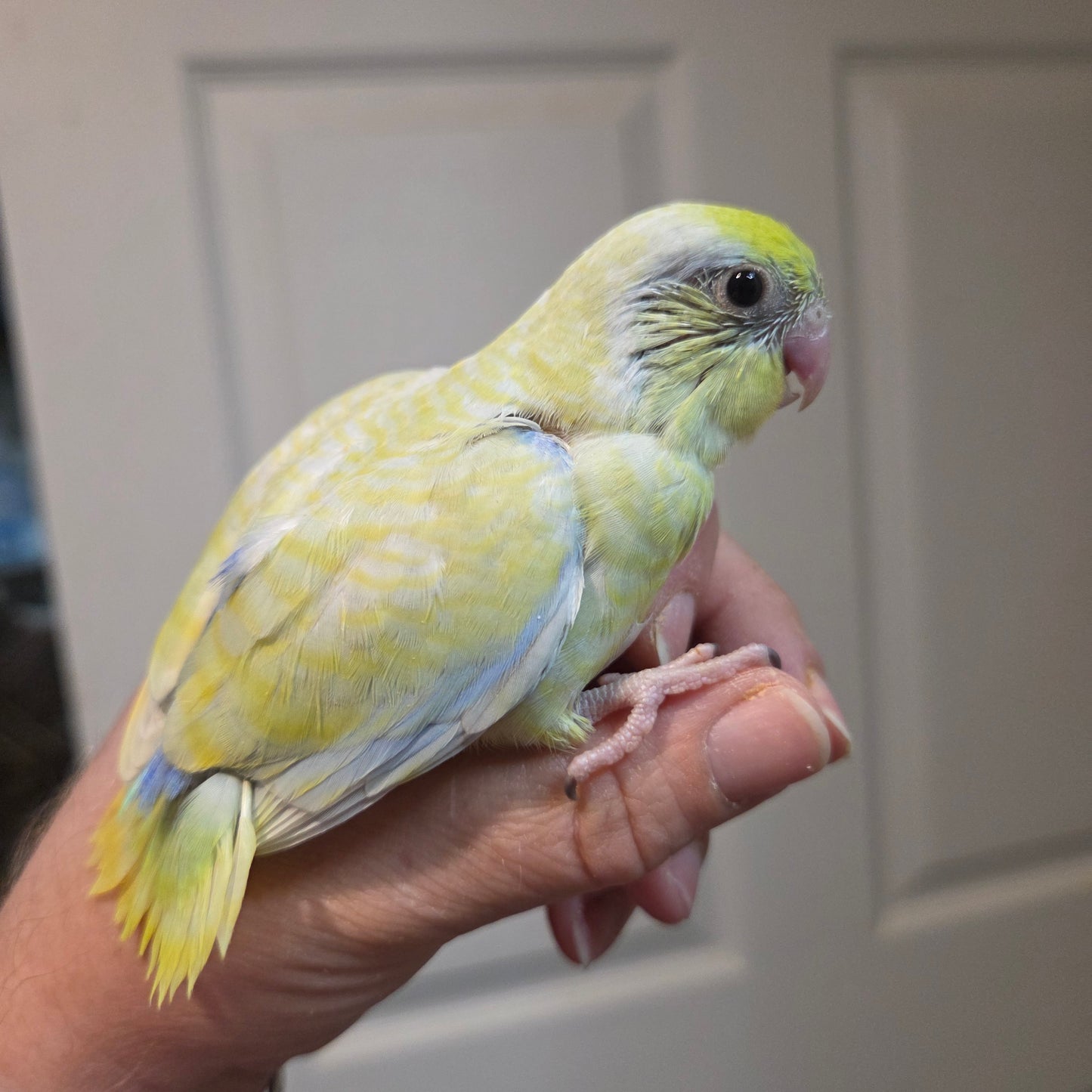Parrotlet - American Turquoise