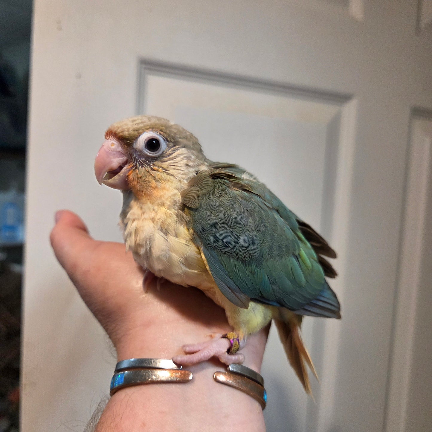 Green Cheek Conure - Pineapple turquoise