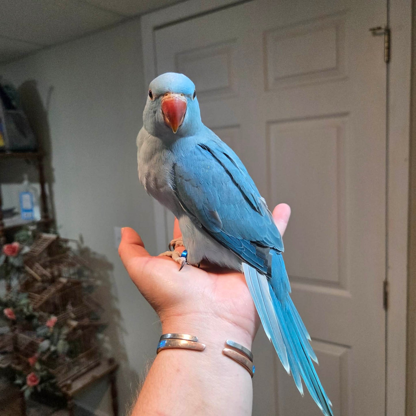 Indian Ringneck - Blue