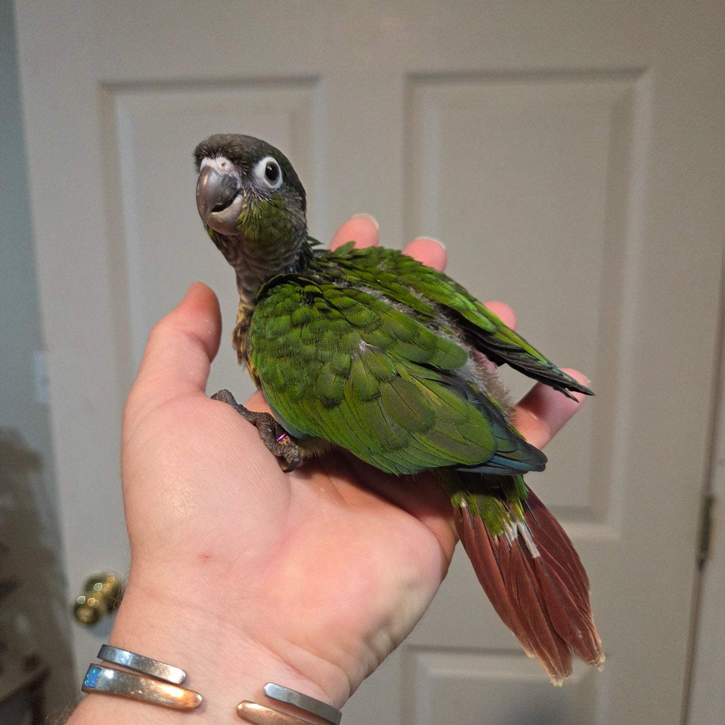 Green Cheek Conure - Normal