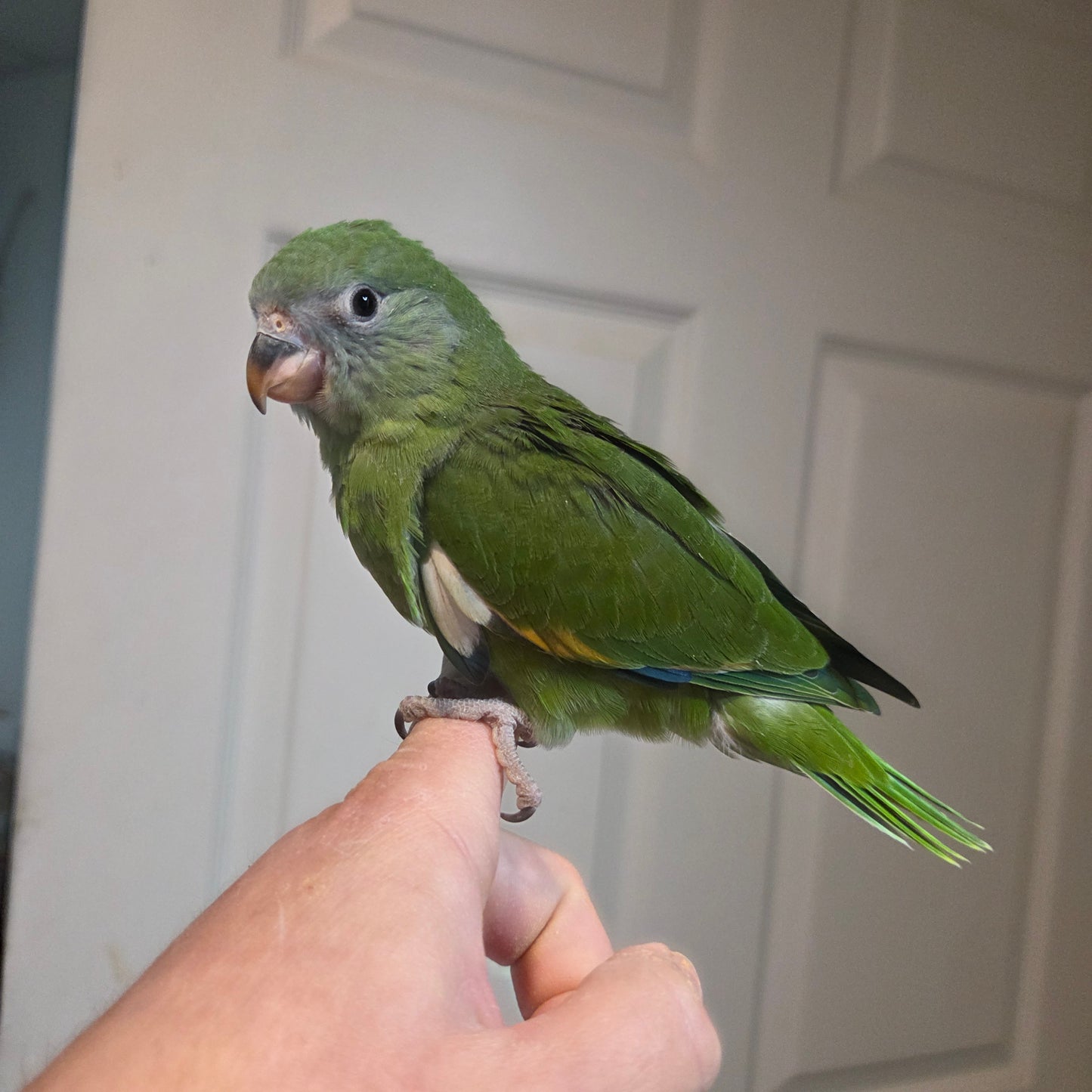Canary Wing Beebee
