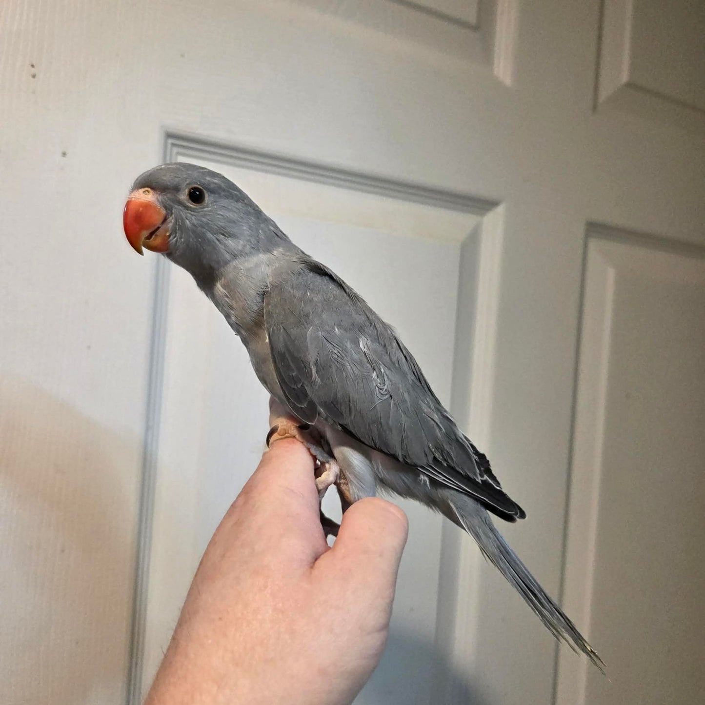 Indian Ringneck - Grey