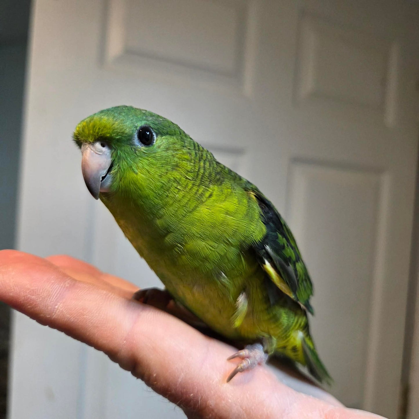 Linnie - Green
