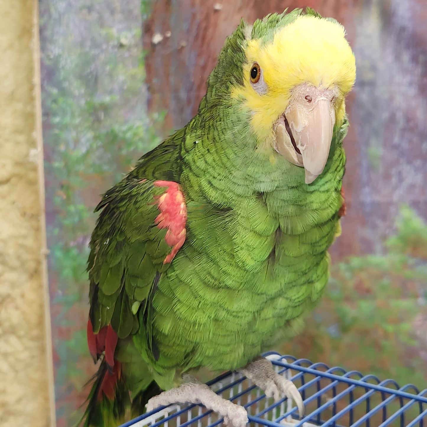 Double Yellow Head Amazon Parrot