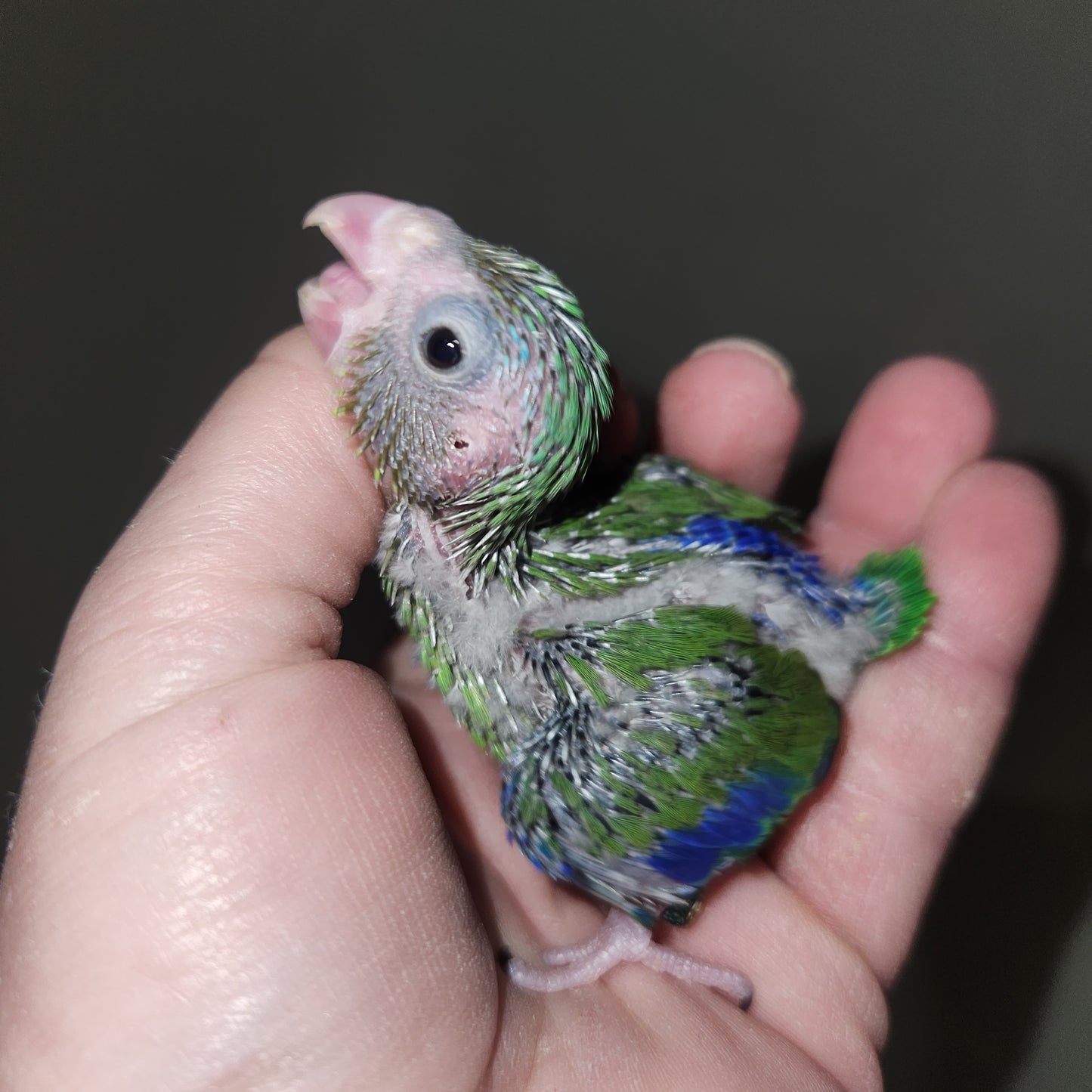 Green Parrotlet