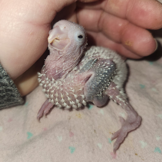 Pineapple Green Cheek Conure
