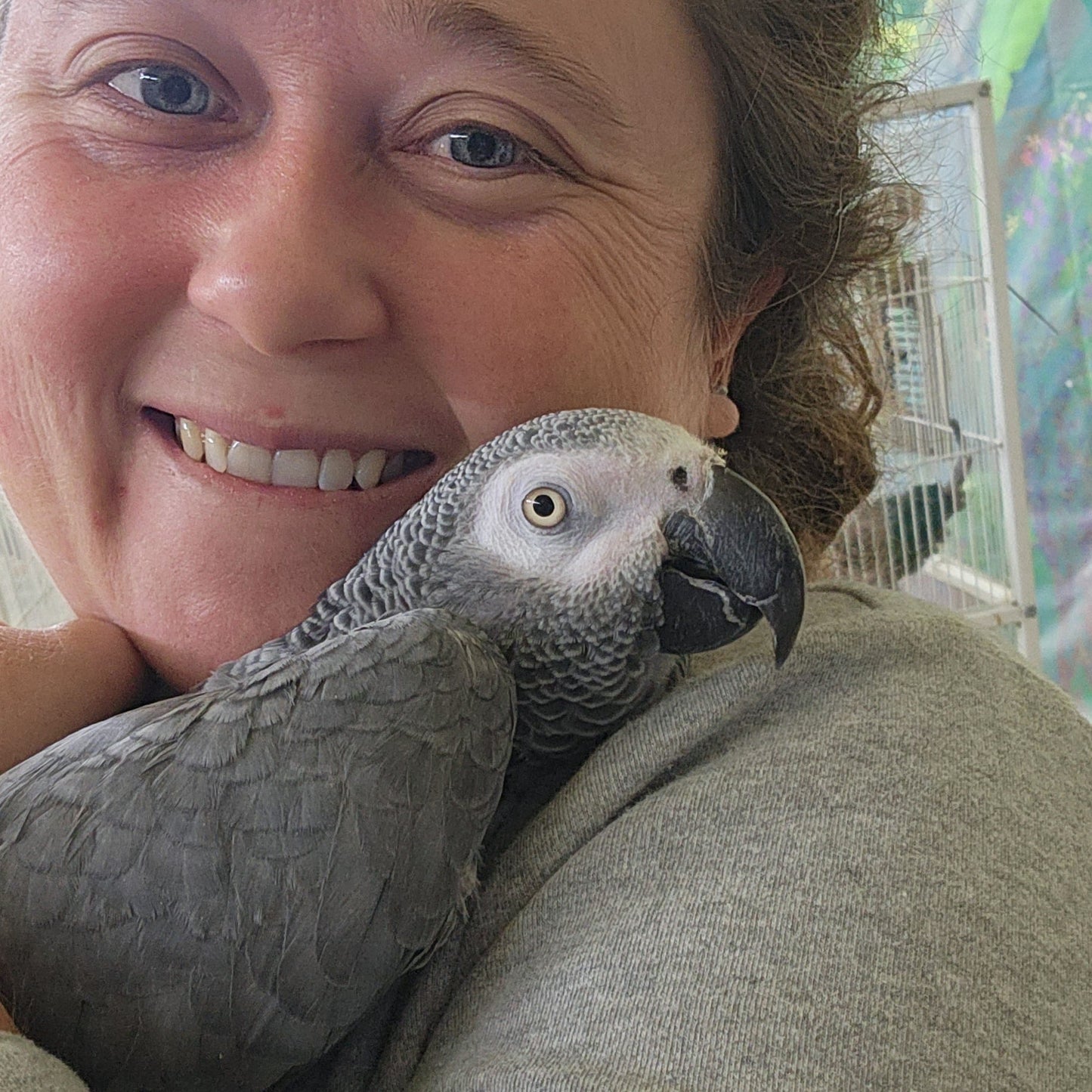 African Grey Parrot