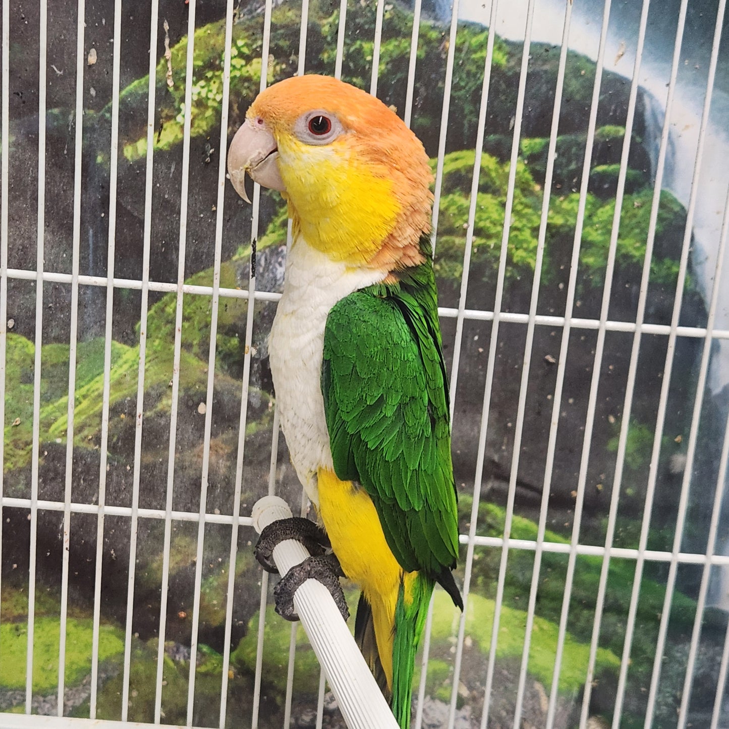 White Bellied Caique