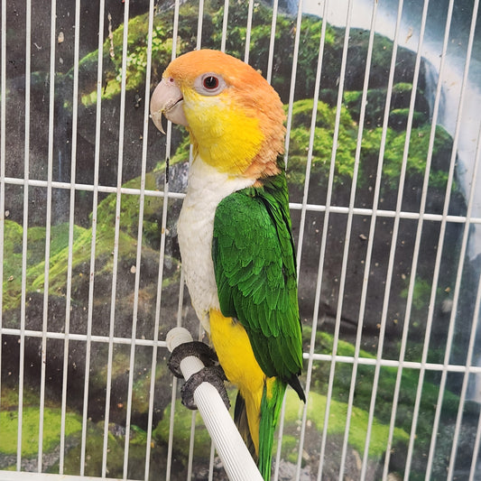 White Bellied Caique