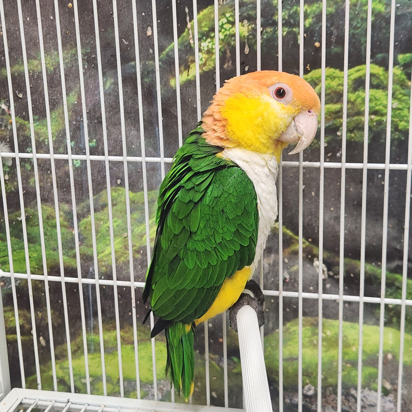 White Bellied Caique