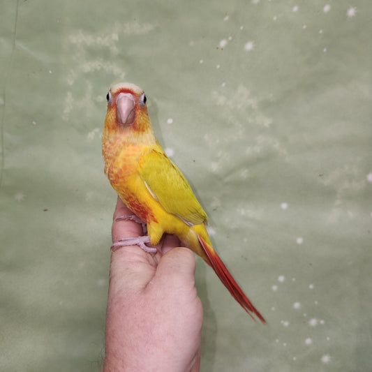Suncheek Conure