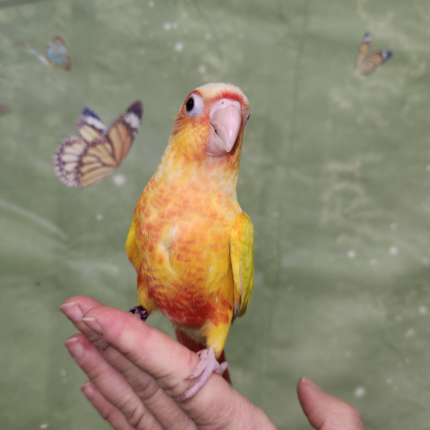 Suncheek Conure