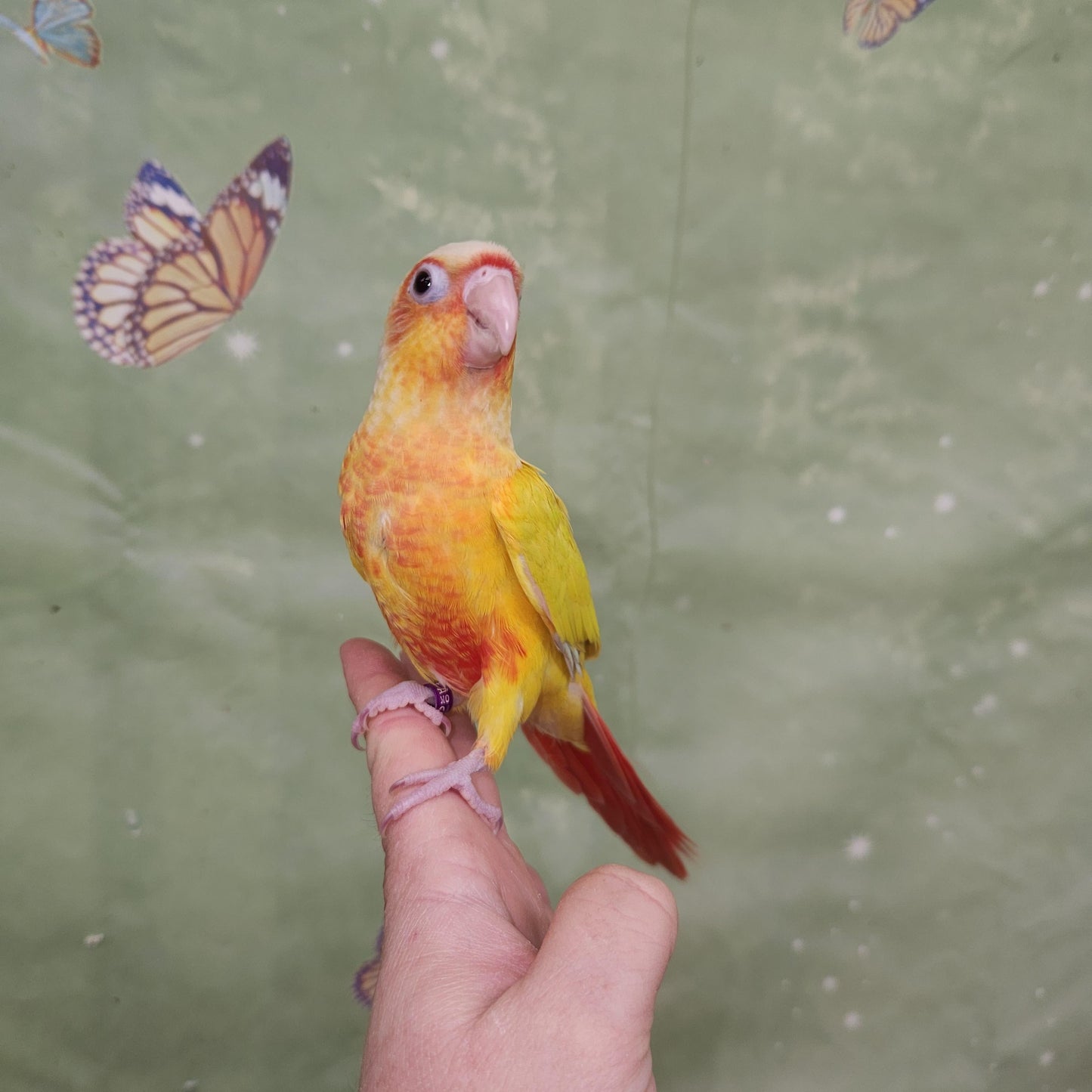 Suncheek Conure