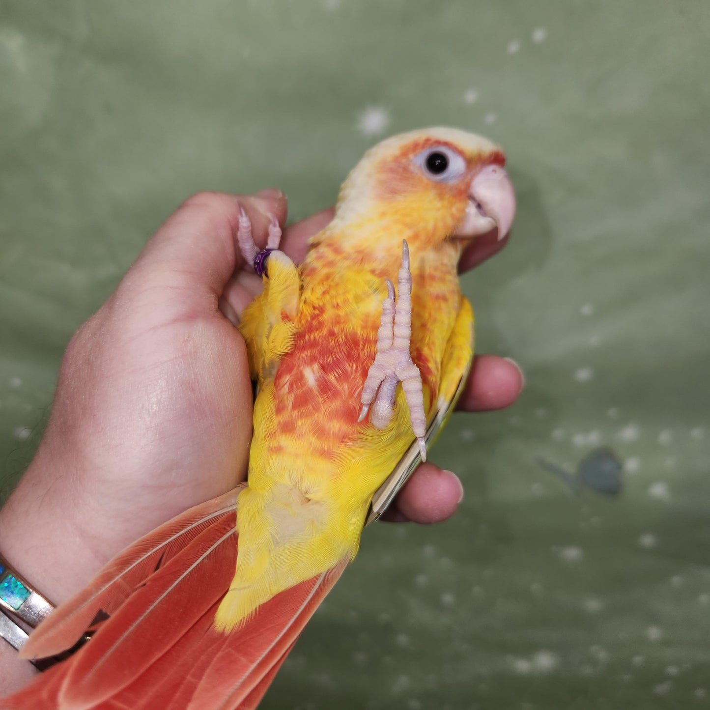 Suncheek Conure