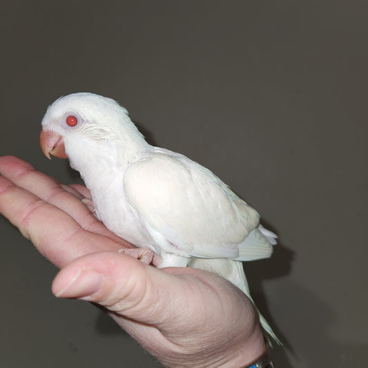 Albino Quaker Parrot