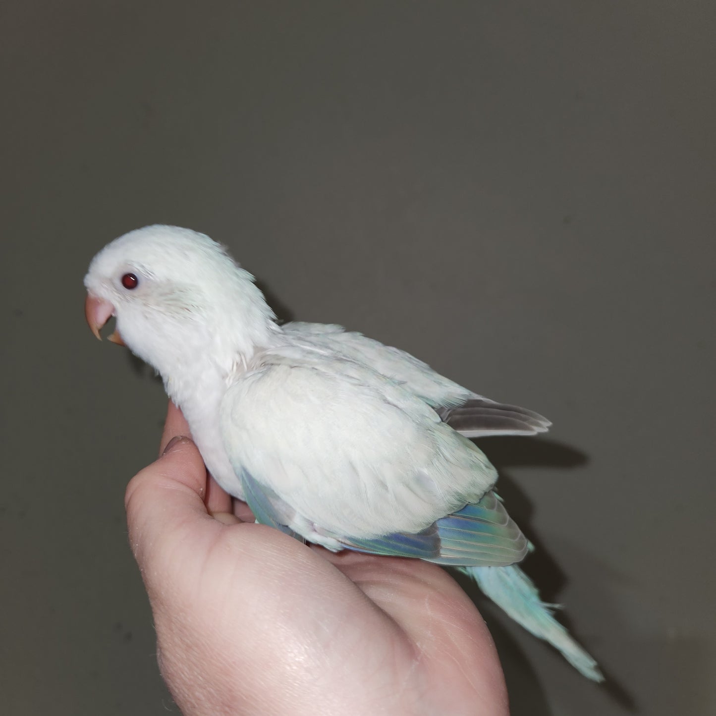 Blue Crossover Quaker Parrot