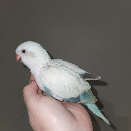 Blue Crossover Quaker Parrot