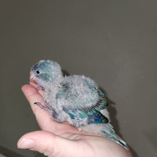 Blue Quaker Parrot