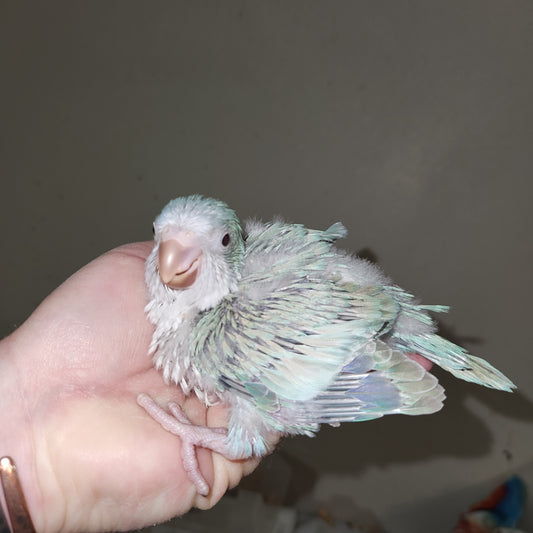 Blue Pallid Quaker Parrot