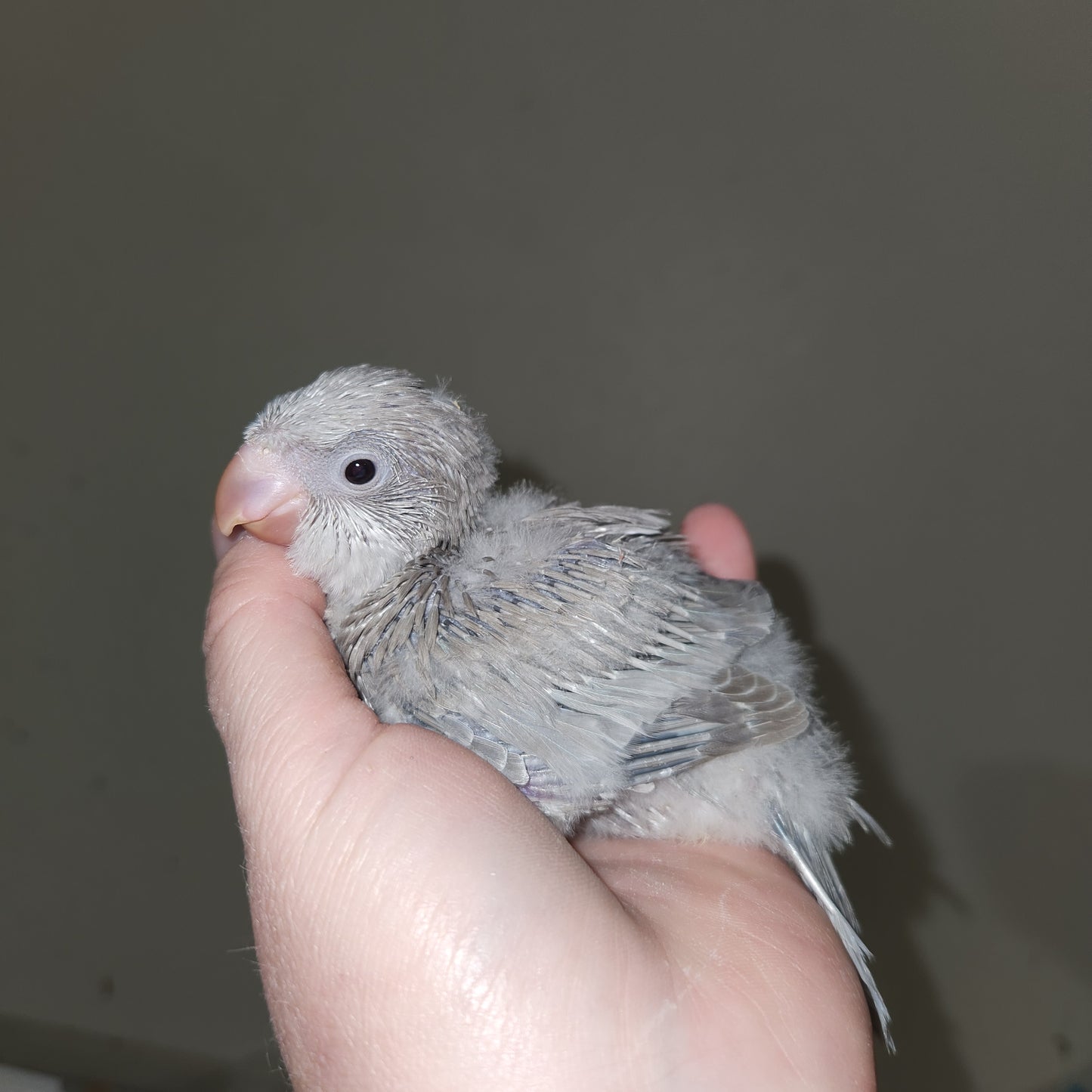 Mauve Opaline Quaker Parrot