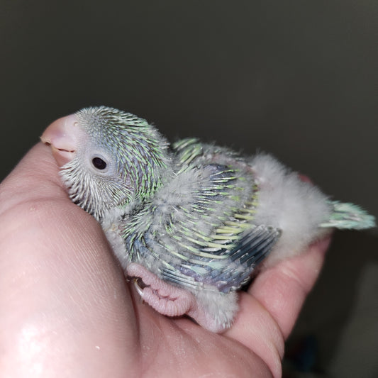 Turquoise Pallid Quaker Parrot