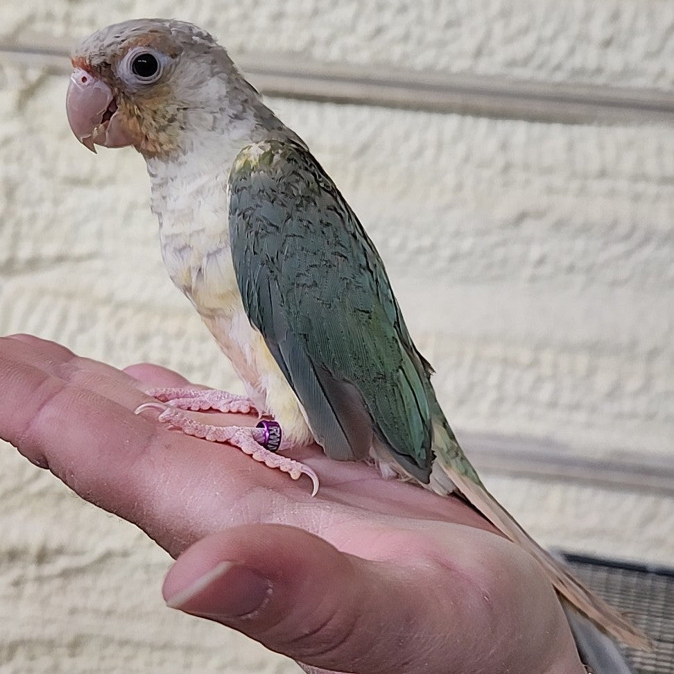 Pineapple Turquoise Green Cheek Conure