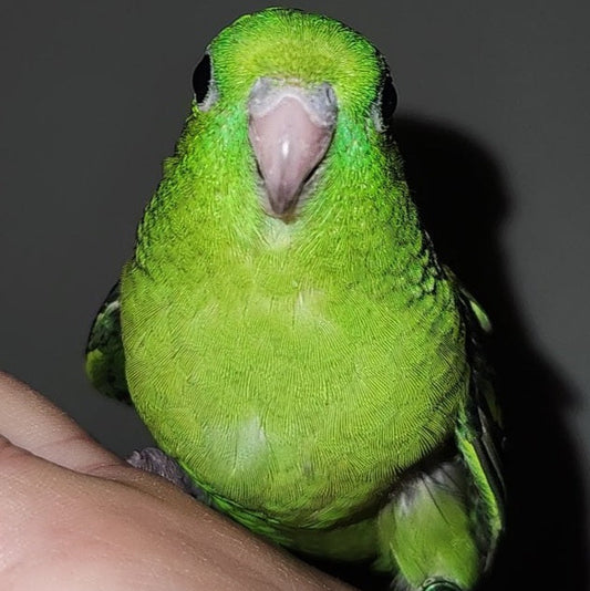 Green Linnie (Lineolated Parakeet)
