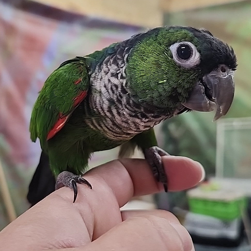 Black Capped Conure
