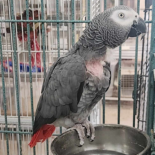 African Grey Parrot