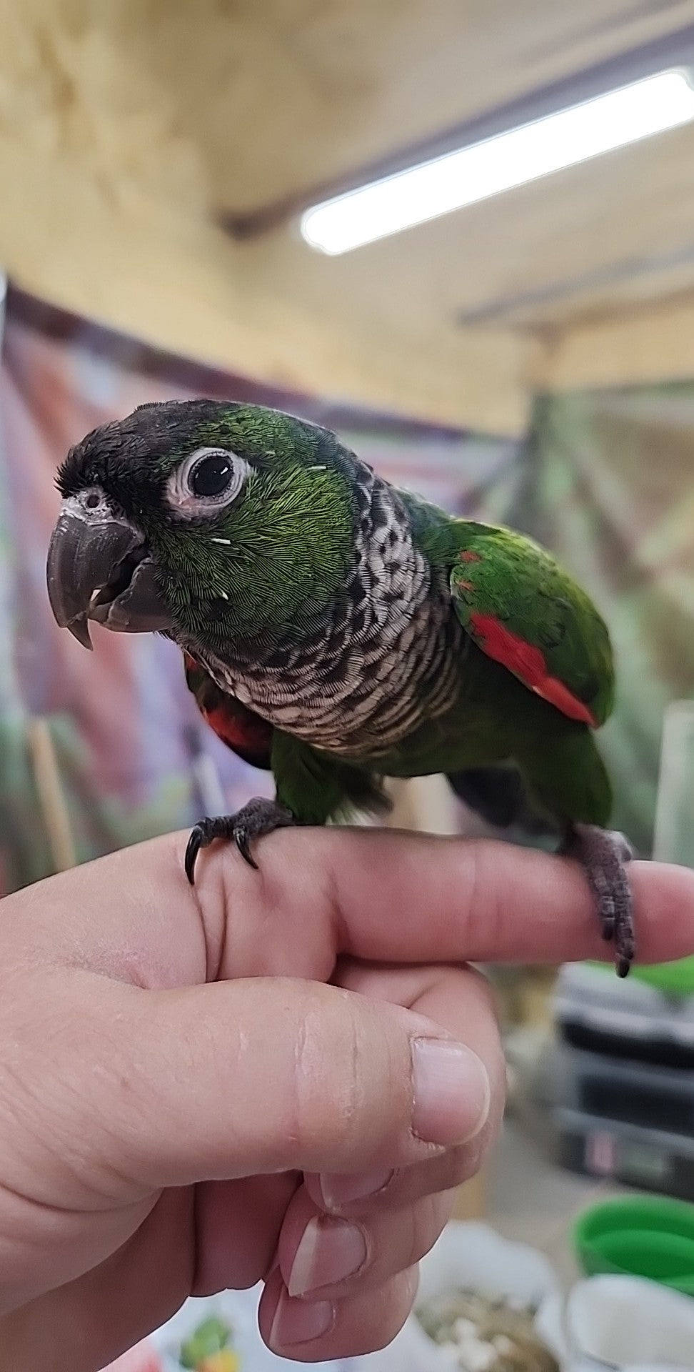Black Capped Conure