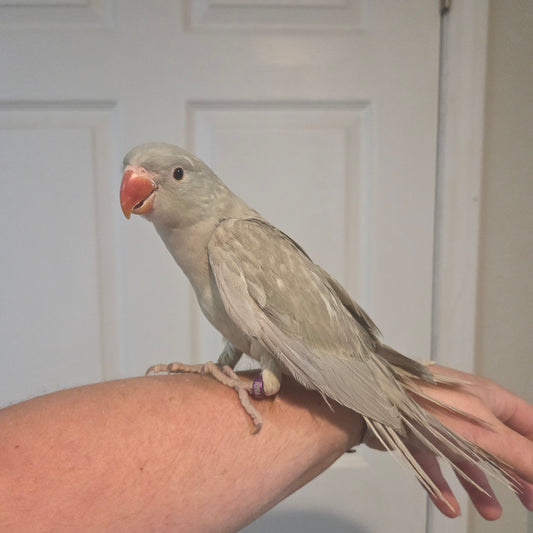 Indian Ringneck- Cinnamon Turquoise Grey