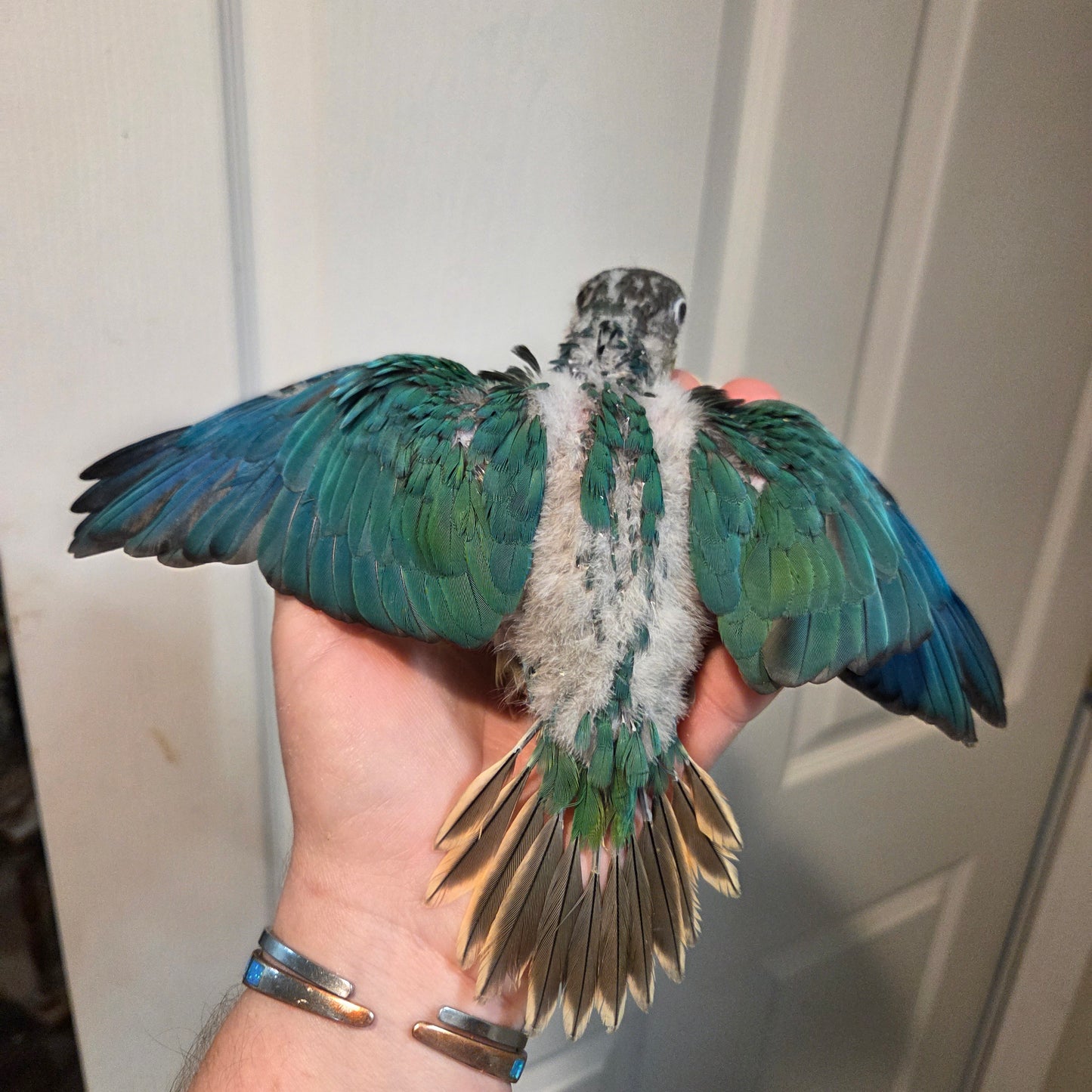 Green Cheek Conure - Yellow Sided violet Turquoise