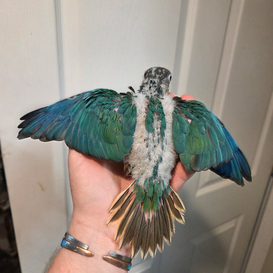Green Cheek Conure - Yellow Sided violet Turquoise