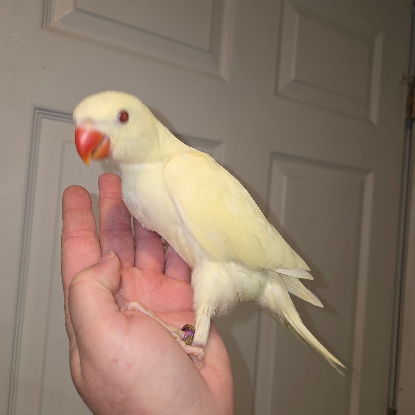Indian Ringneck - Creamino