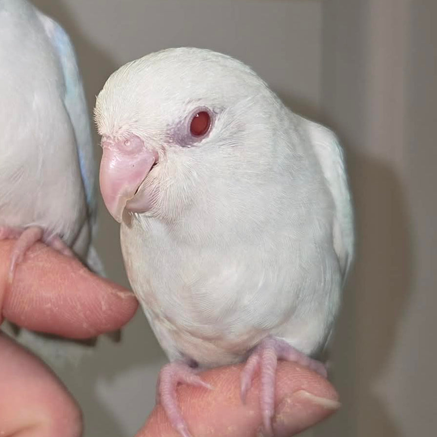 Parrotlet - American White Fallow
